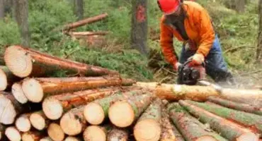 Commerçant et Exploitant forestier - Philippe DETAL 